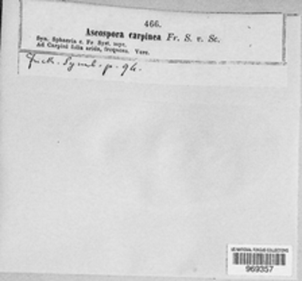 Ascospora carpinea image